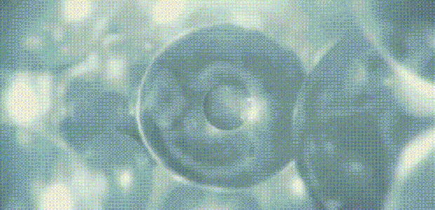 COD单页系统建站,联系QQ:494906791/微信:Cod_web